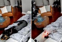 Ottawa house fire sparked by dog chewing lithium battery heated glove