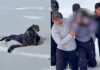 Snow leopard attacks female skier taking photo in China’s Fuyun County