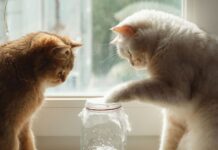 Cat owners are just learning why their pets knock items off tables | UK | News