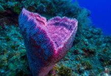 « Science » rétracte l’article d’une sommité sur l’un des grands mystères de l’évolution