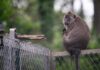 un projet de centre d’élevage de primates du CNRS fait débat
