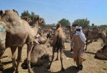 Le Tchad veut mieux rentabiliser son immense cheptel de dromadaires