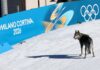 Owners speak out after viral dog runs onto Winter Olympics course