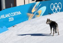 Owners speak out after viral dog runs onto Winter Olympics course