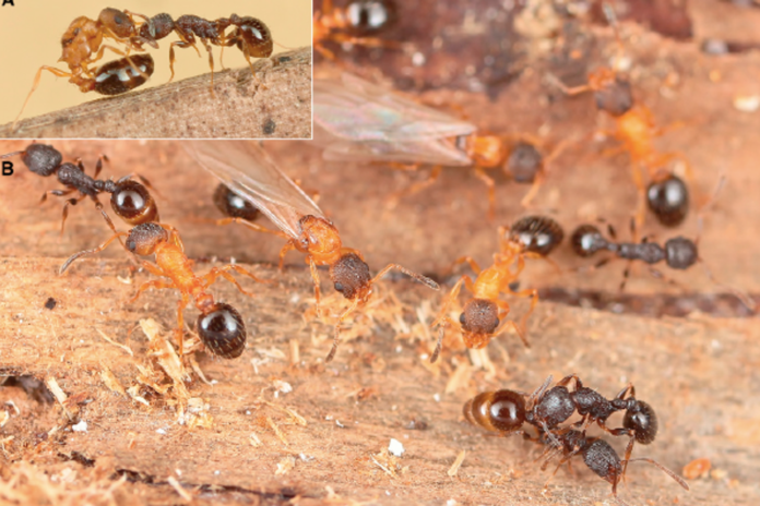 1772030472_203fa29_upload-1-sjqw3cglwkof-temnothorax-kinomurai-fourmi-parasitisme-social-parthe-nogene-se-the-lytoque.png
