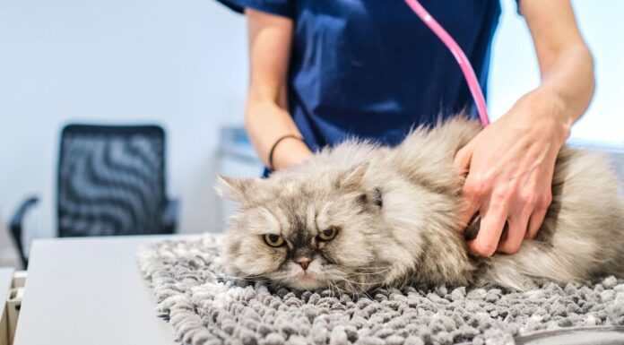 ‘I’m a vet and there are five cat breeds that I would never own’