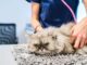 ‘I’m a vet and there are five cat breeds that I would never own’