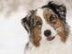 7 early signs of dog arthritis which could be hidden by the cold weather