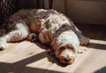 Vet says there’s time of day you should never comfort dog