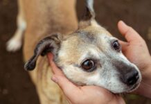 Poor dog left in stranger’s garden with heartbreaking note from owner