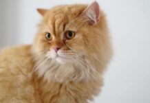Vet shares 5 things she urges all cat owners to avoid with their pet