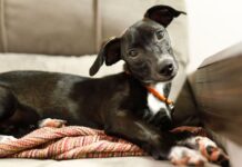 Vet lists 3 reasons your dog tilts their head when you speak to them