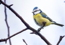 People who feed birds could face £2,500 fine