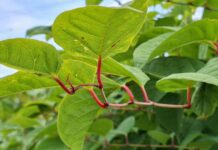 These 4 invasive plants could see you slapped with hefty fines