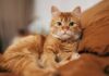 These 5 traits could be signs your cat is trying to protect you