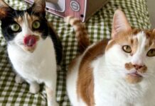 I made a small change to my cats’ food — the difference was amazing