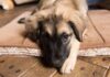 No one can get over the results after Retriever and German Shepherd have puppies