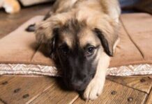 No one can get over the results after Retriever and German Shepherd have puppies