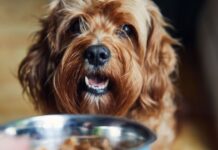 Food items you should never feed your dog – causes ‘pain’