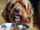 Food items you should never feed your dog – causes ‘pain’