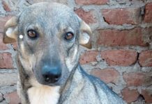 Poor 3-legged rescue dog who ‘loves to cuddle’ is desperate for a home