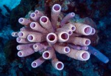 Eponges ou cténophores ? Duel au plus profond du vivant pour le titre de premier animal