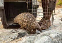 L’Afrique continue de se vider de ses pangolins pour les besoins de la médecine chinoise