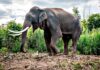 Bull elephant kills tourist at Thailand national park
