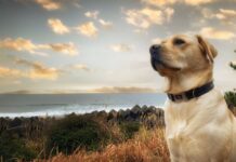 Woman adopts ‘oldest dog in shelter’ and can’t believe what happened