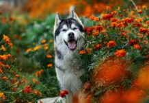 Highly common spring plant is extremely toxic to pets