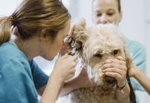 Vet’s warning to dog owners over ‘life and death’ condition