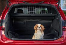 6 steps for a stress-free car journey with your dog – as one in three avoid it