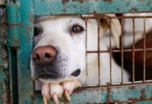 ‘Happy’ dog pleads for new home after heartbreaking message