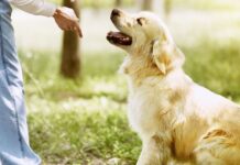 ‘Most important’ command every dog owner should teach their pets