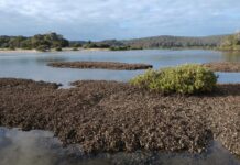 Les huîtres, ingénieures inattendues des récifs